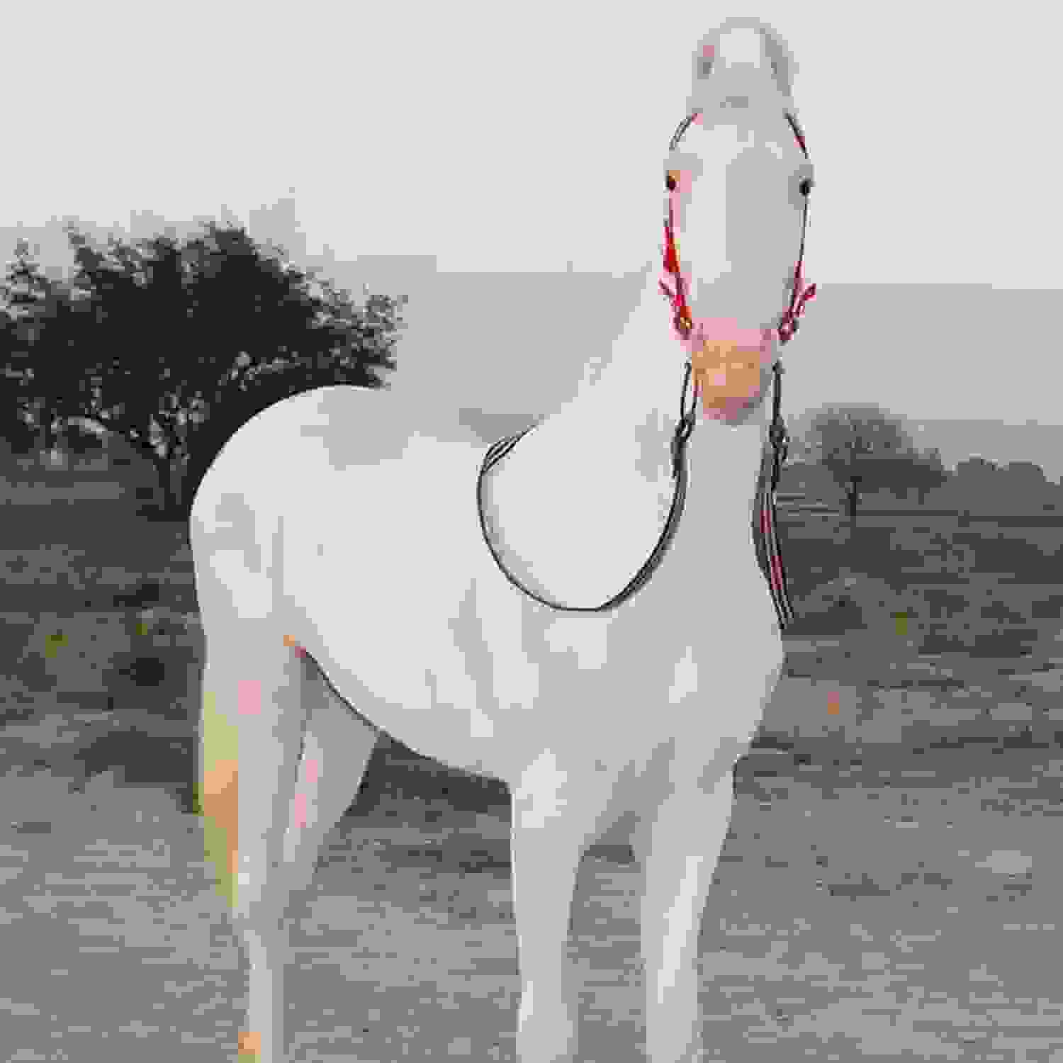 wedding band in mayur vihar