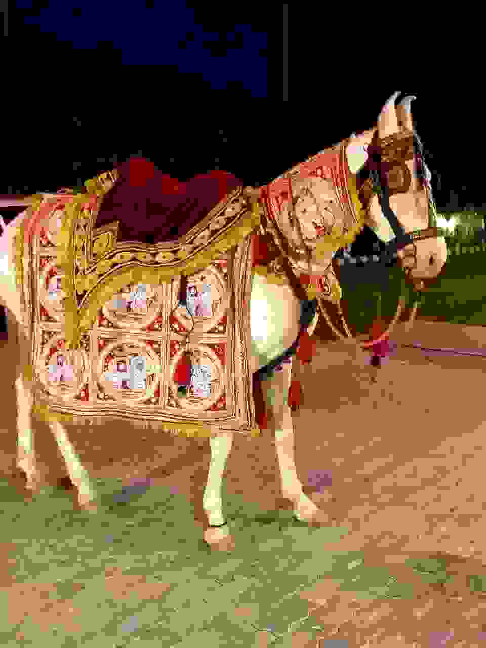 wedding band in delhi