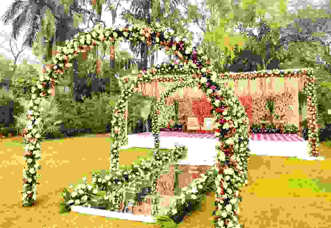 Radiance Tania Farms