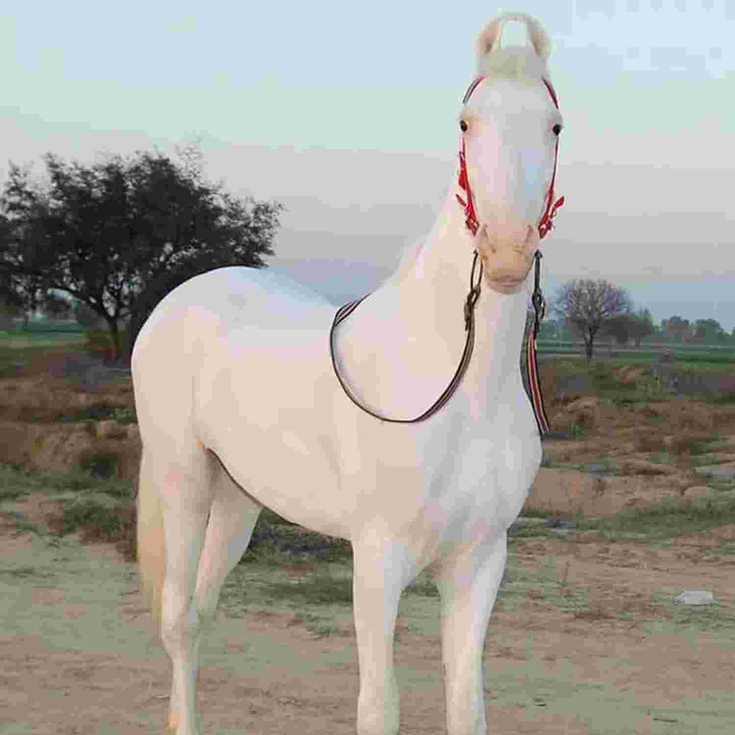 wedding band in mayur vihar